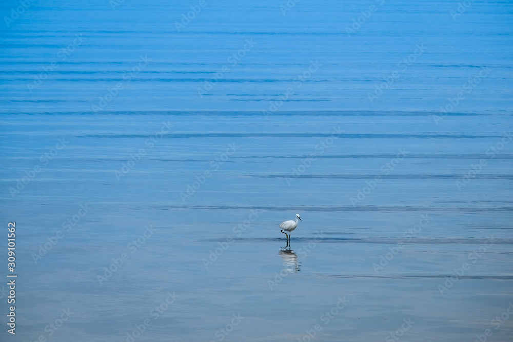 The white bird stood lonely on the coast on a day with calm waves and clear skies. The white bird stood lonely on the coast on a day with calm waves and clear skies.