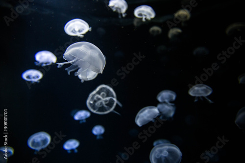 blue jellyfish in water © ShinnL