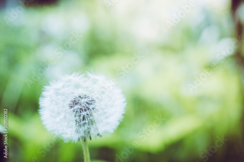 Fototapeta Naklejka Na Ścianę i Meble -  Beautiful dandelion in the field. Selective focus. Shallow depth of field.