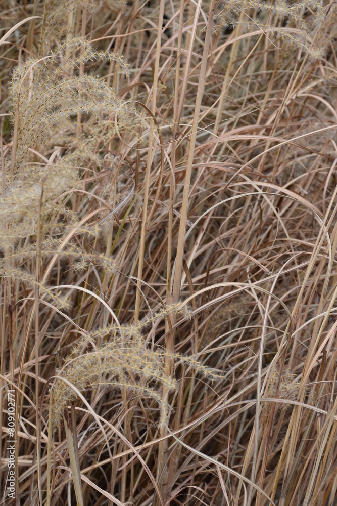 Dried Grass Dried Grass