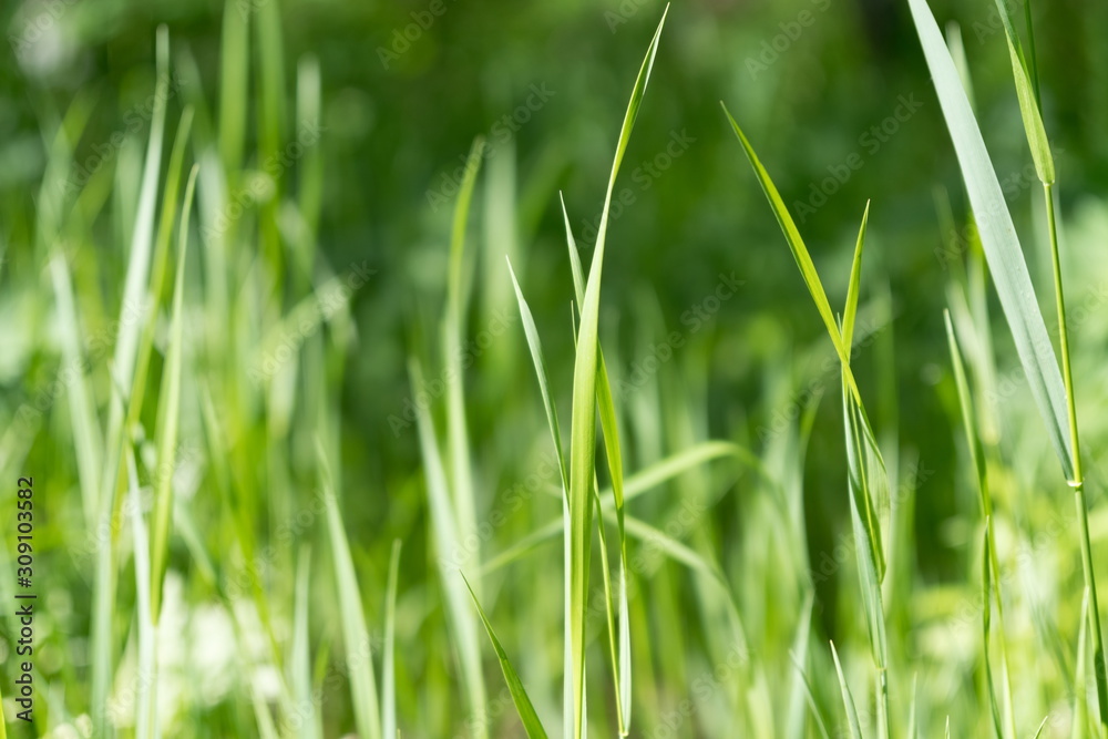 Background of young emerald grass. Background of young emerald grass.