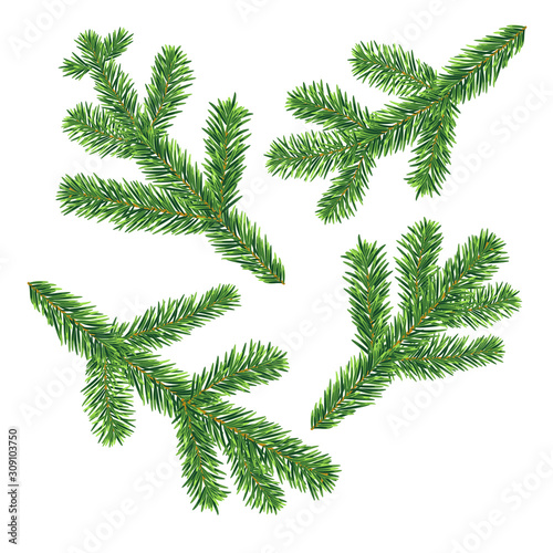 Four vector fir branches isolated on the white