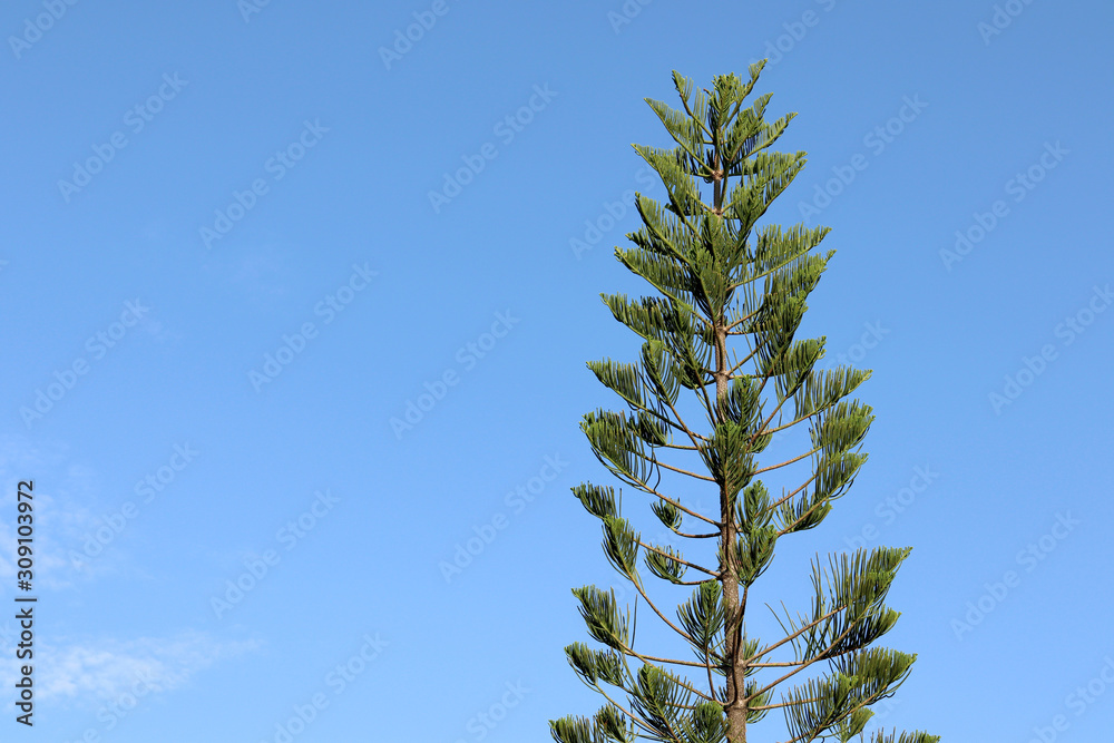 Fresh green tree and blue sky background with copy space. Fresh green tree and blue sky background with copy space.