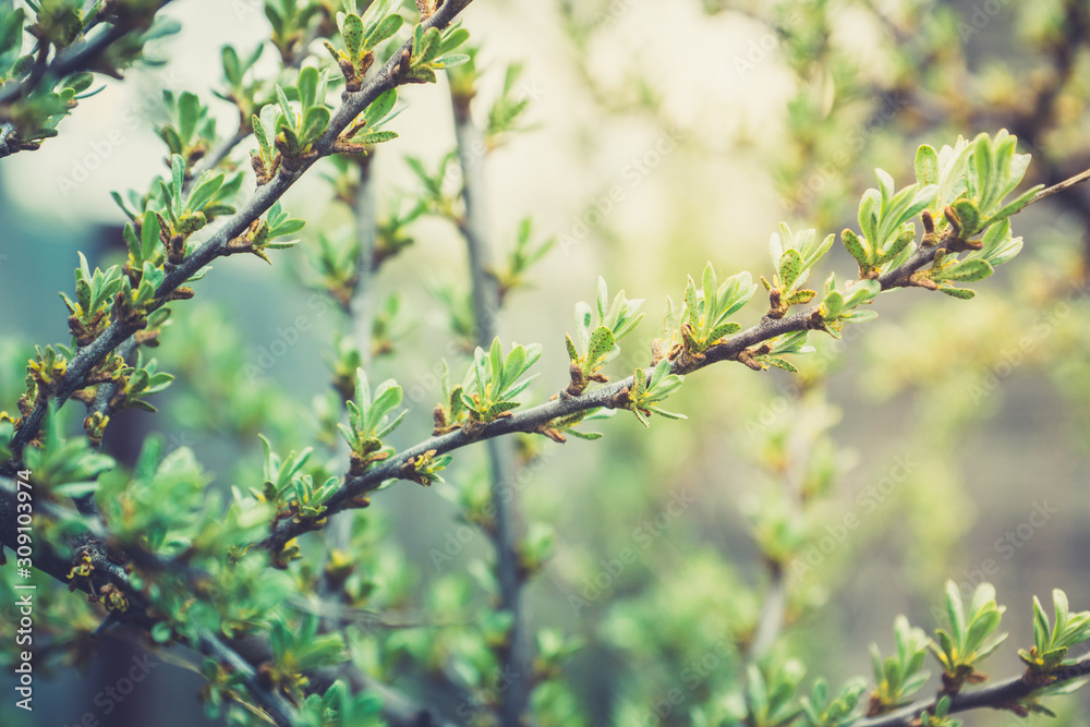 Sea buckthorn branch with new green leaves. Selective focus. Shallow depth of field. Sea buckthorn branch with new green leaves. Selective focus. Shallow depth of field.