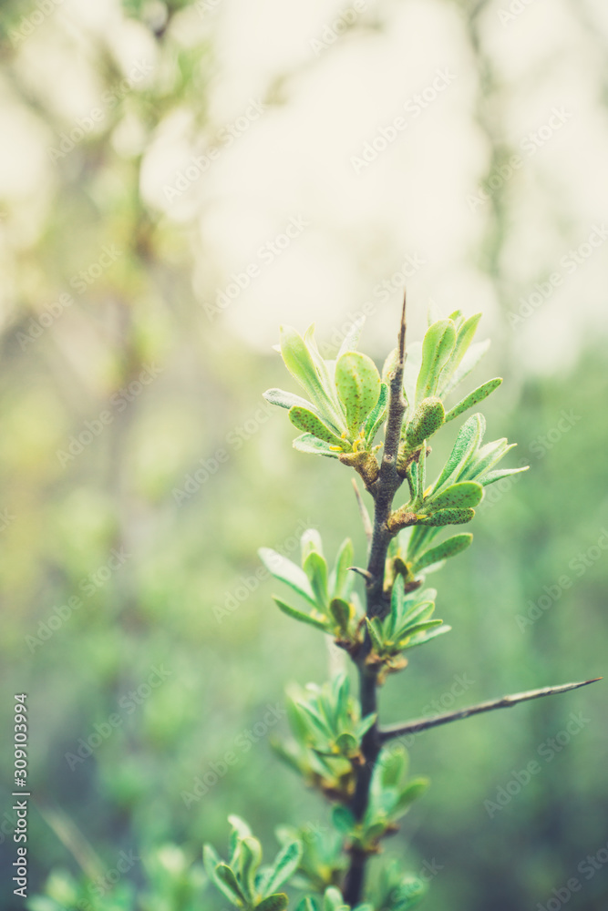Sea buckthorn branch with new green leaves. Selective focus. Shallow depth of field. Sea buckthorn branch with new green leaves. Selective focus. Shallow depth of field.