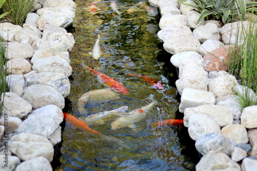 Colorful fancy carps fish or koi fish swim in an artificial pond in the garden. © Janthana