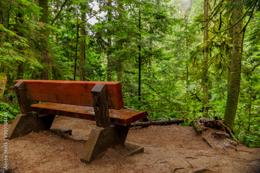 Wooden bench on a hill slope amongst the pine trees on a rainy day in the Lynn Canyon Park forest in Vancouver, Canada Wooden bench on a hill slope amongst the pine trees on a rainy day in the Lynn Canyon Park forest in Vancouver, Canada