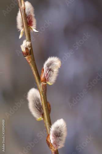 Willow close-up. Spring nature background. Willow twigs on a blurry gray blue background.