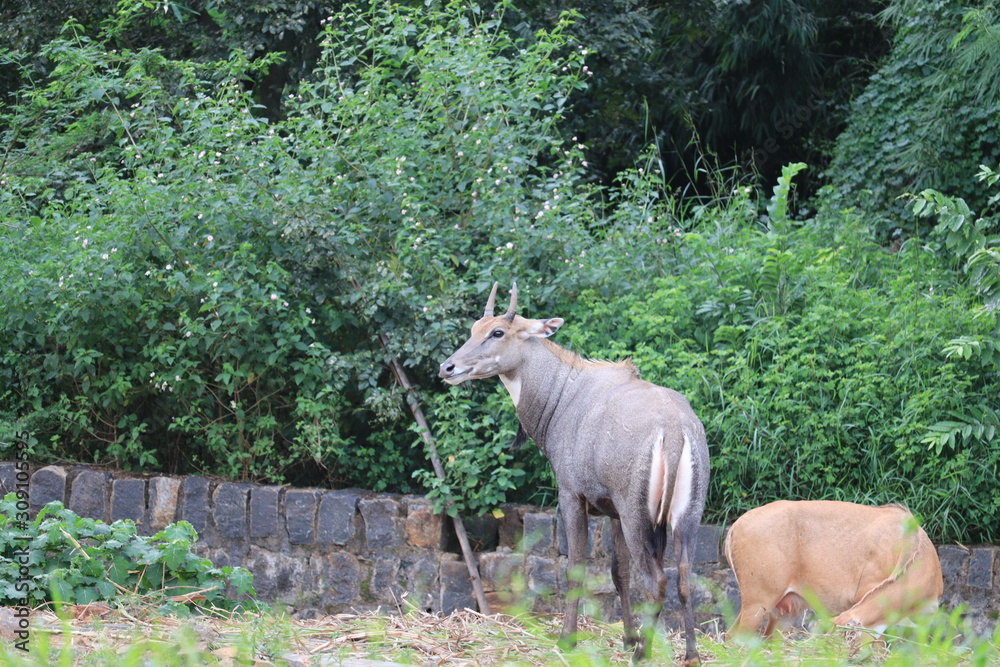 Fototapeta premium Nilgai blue cow image and wallpaper.Nilgai Antelope, Boselaphus Tragocamelus, standing in zoo