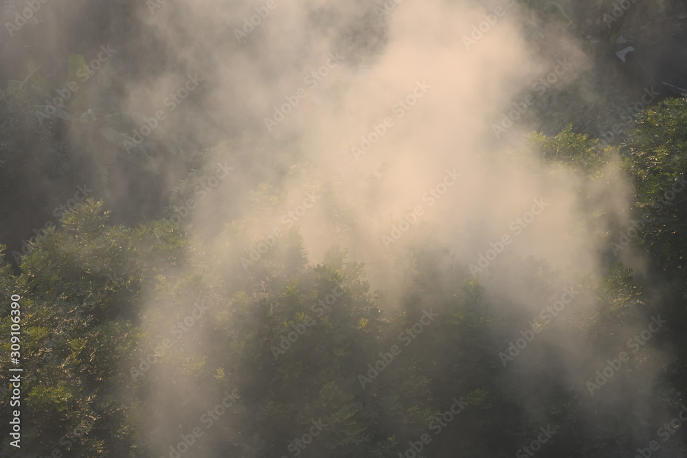 large amount of smoke coming from trees in a day time large amount of smoke coming from trees in a day time