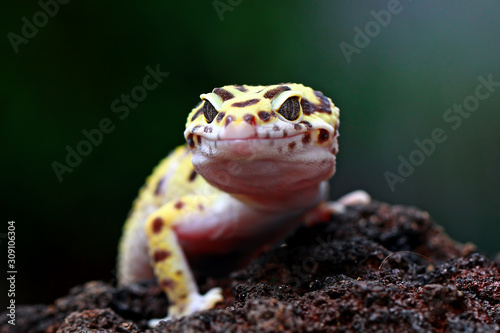 leopard gecko, tokay gecko
