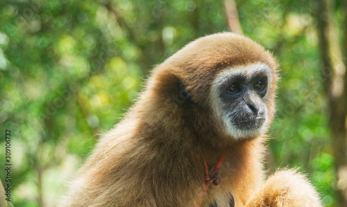 monkey sitting on a tree. monkey in the jungle. suspicious monkey. monkey eyes. tropical animals	