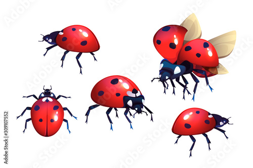 Ladybug or ladybird, red with black spots beetle, winged flying insect set of cartoon realistic vector illustrations isolated on white background, coccinella close-up, top and side view © klyaksun