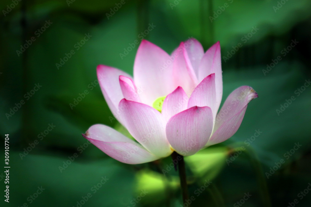 A pink and outstandingly full bloom lotus A pink and outstandingly full bloom lotus