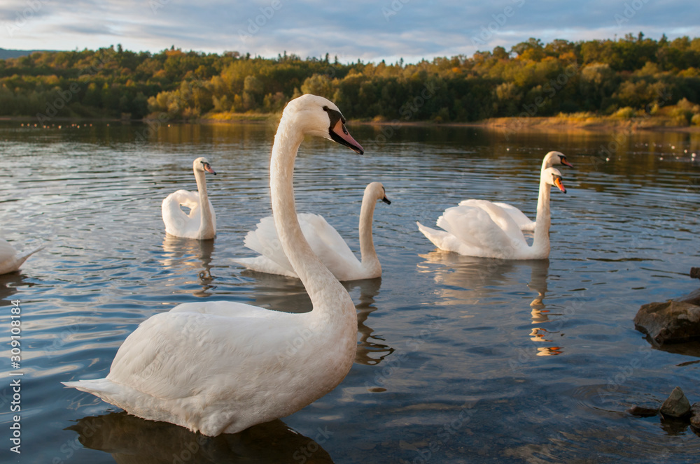Fototapeta premium white swans on an autumn lake on a sunny day