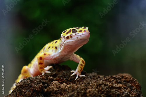 leopard gecko, tokay gecko