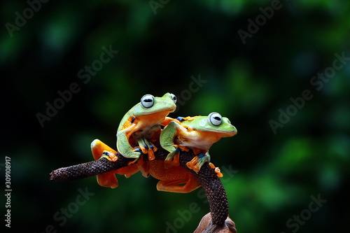 flying tree frog, rhacophorus reinwardtii, wallace frog
