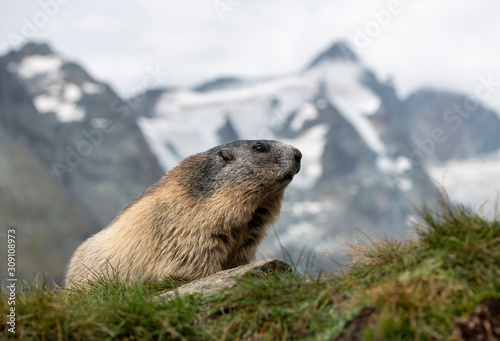 Murmeltier  Marmota  in den Alpen