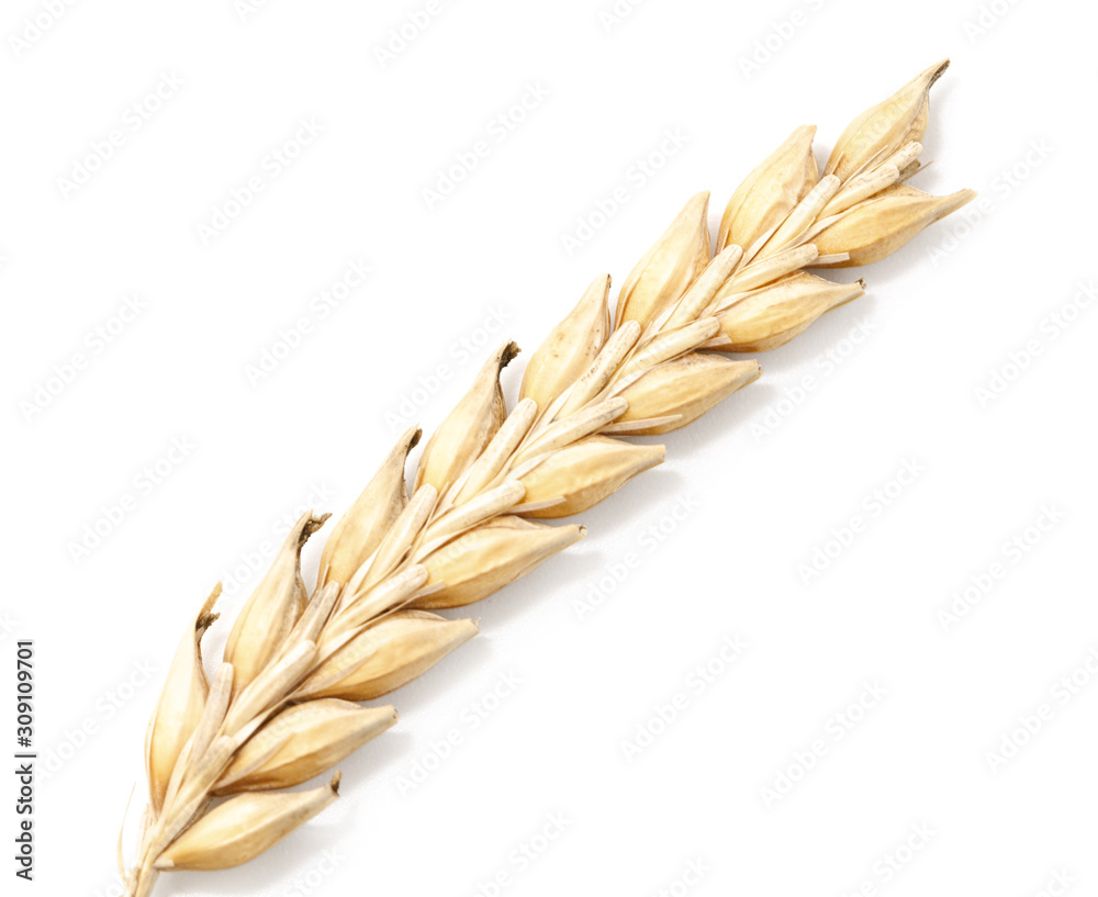 Ripe wheat ears isolated on white background Ripe wheat ears isolated on white background