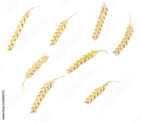 Ripe wheat ears isolated on white background