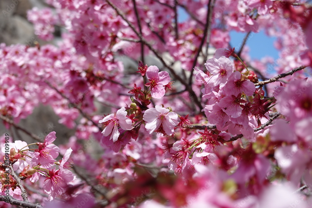 Japanese spring sakura pictures (cherry blossoms) Japanese spring sakura pictures (cherry blossoms)