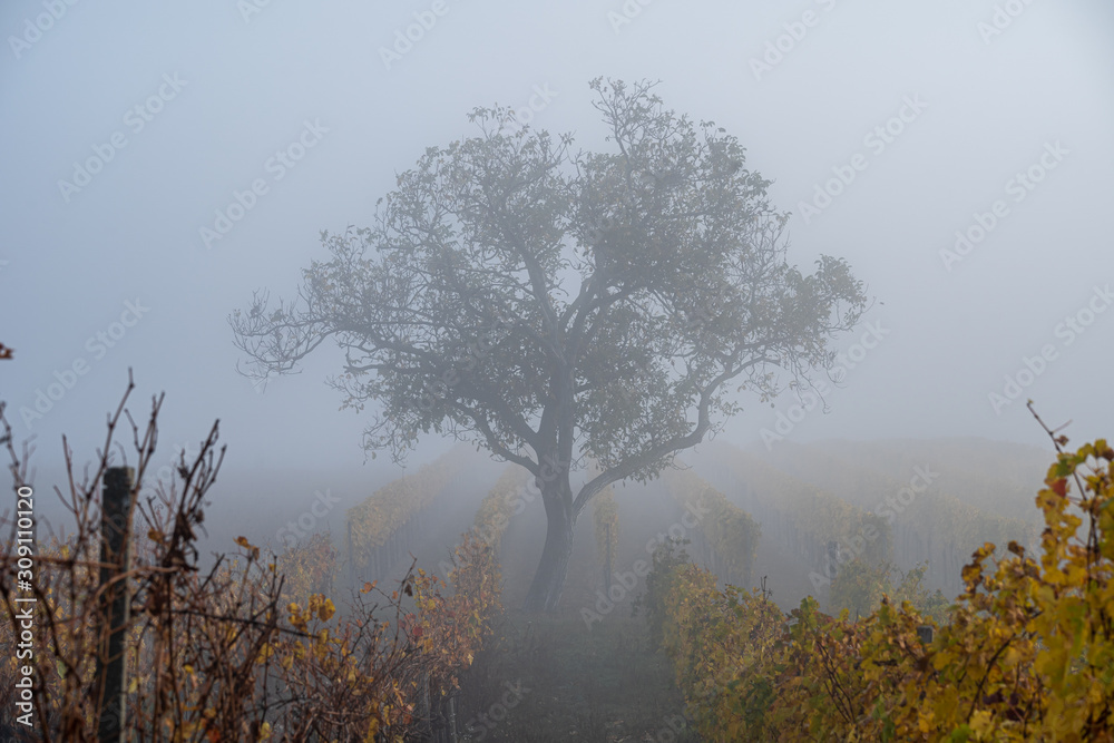 A lonley and misty view of a tree in the middle of a wine yard field in Burgenland Austria in the morning in autum fog A lonley and misty view of a tree in the middle of a wine yard field in Burgenland Austria in the morning in autum fog