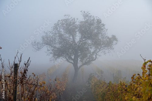 A lonley and misty view of a tree in the middle of a wine yard field in Burgenland Austria in the morning in autum fog
