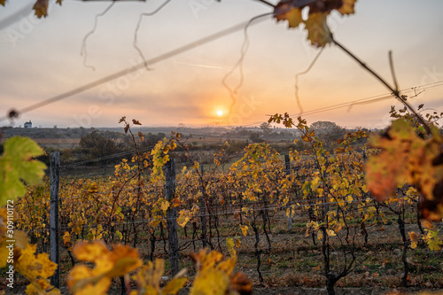 Sunrise in a wine yard in Burgenland Austria looking through leaves