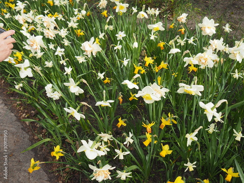 Fields of Flowers in Blooming garden