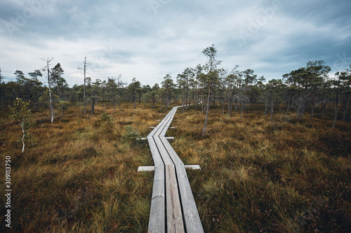 The Landscape Around The Great Bog Trail of Kemeri National Park, Latvia photo