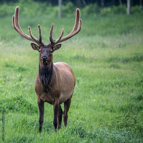 elk