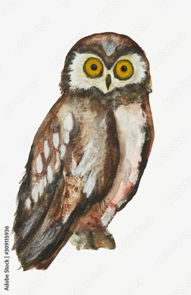 Obraz premium Owl in watercolors