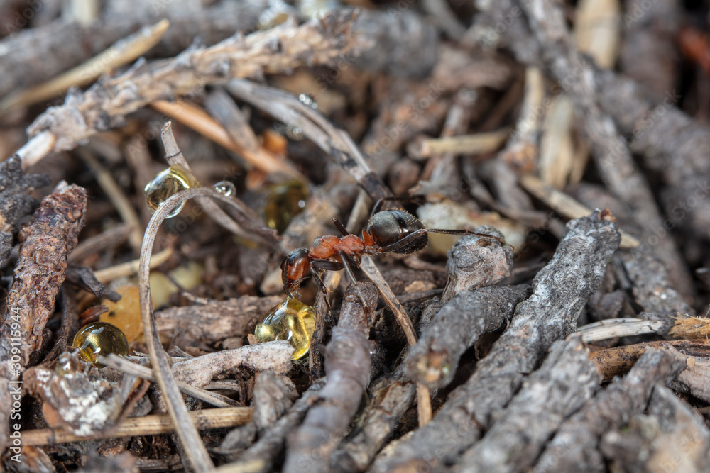 big red forest ant in natural habitat big red forest ant in natural habitat