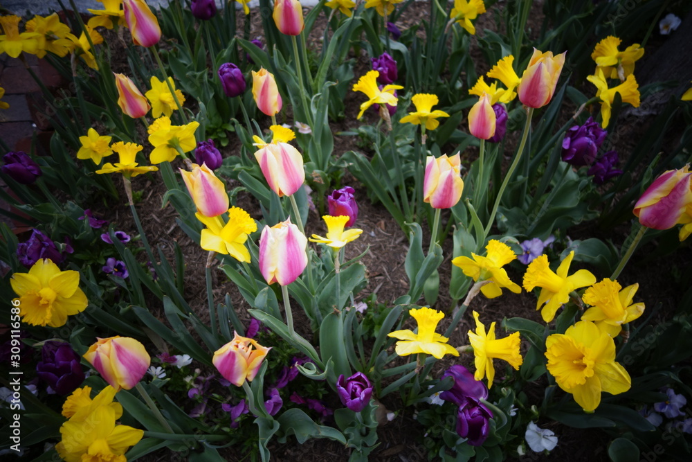 Obraz premium flowers in a garden
