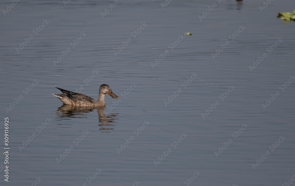 Northern Shoveler  in water in morning