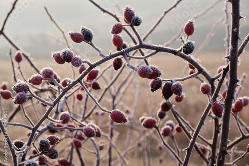 Fotografija Frosted dog rose fruits in misty morning