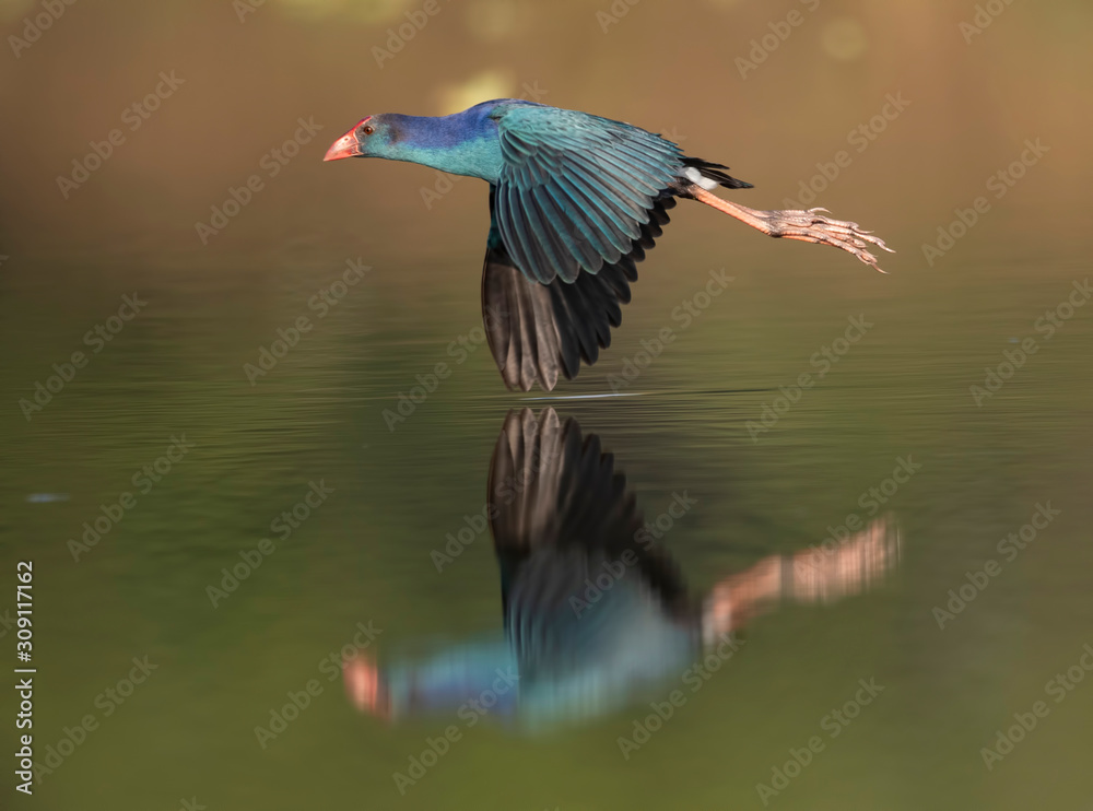 Fototapeta premium Grey-headed swamphen flying over lake