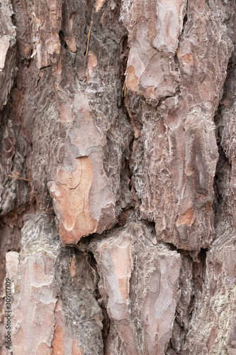 Fototapeta Naklejka Na Ścianę i Meble -   brown bark of pine tree close-up