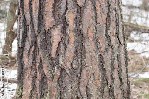 Fototapeta Naklejka Na Ścianę i Meble -  brown bark of pine tree close-up