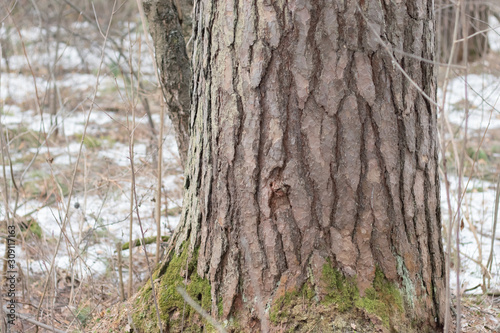  big tree svol in real nature photo