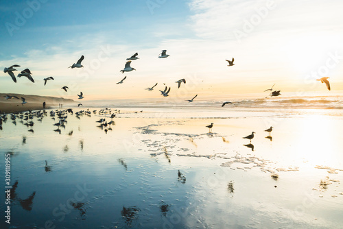 Wallpaper Mural Sunset on the beach and flock of birds flying over the sea Torontodigital.ca