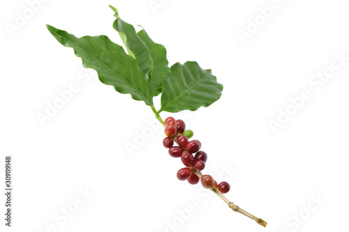 Coffee berries an leaves coffee on white background.