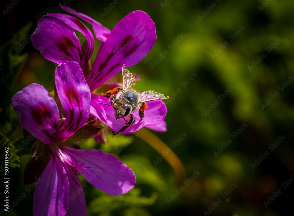 bee on flower bee on flower