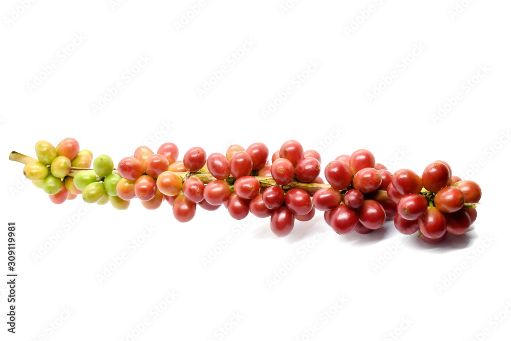 Coffee berries red green on white background. Coffee berries red green on white background.