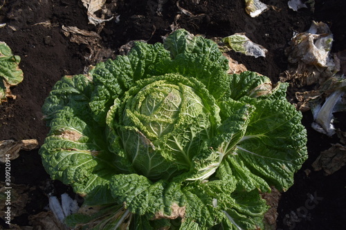 Vegitable on the Field-11