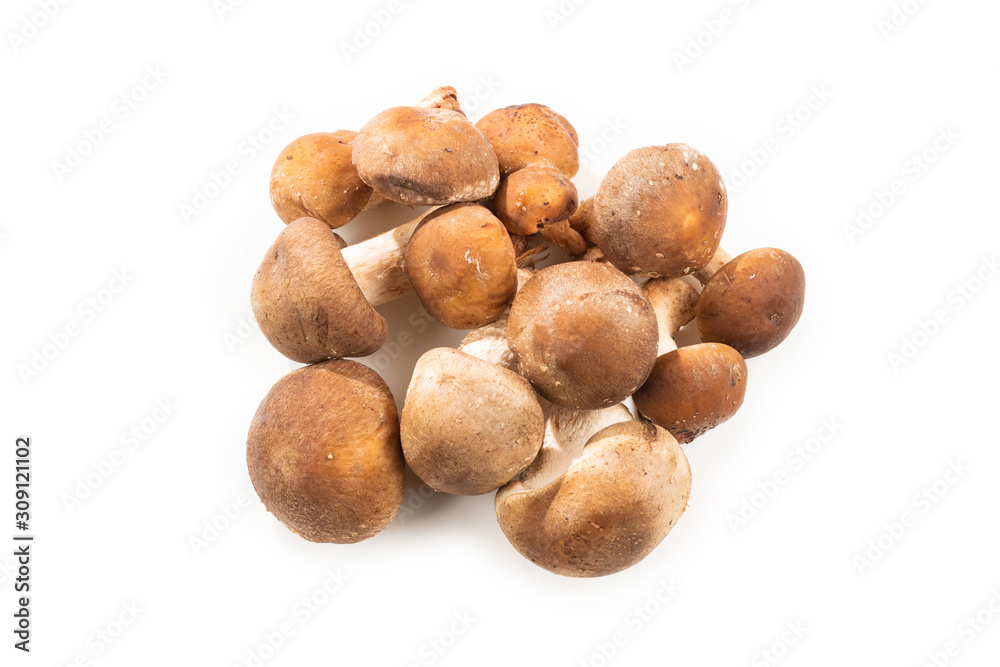Shitake tasty mushroom isolated on white background. Shitake tasty mushroom isolated on white background.
