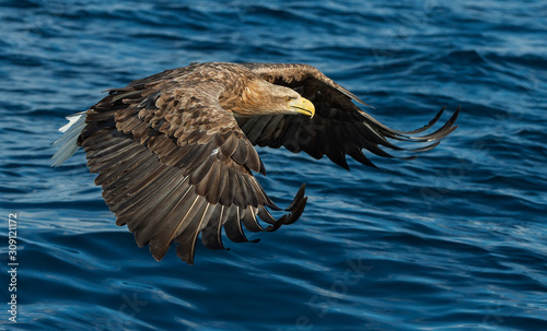 Adult White-tailed eagles fishing. Blue Ocean Background. Scientific name: Haliaeetus albicilla, also known as the ern, erne, gray eagle, Eurasian sea eagle and white-tailed sea-eagle. © Uryadnikov Sergey