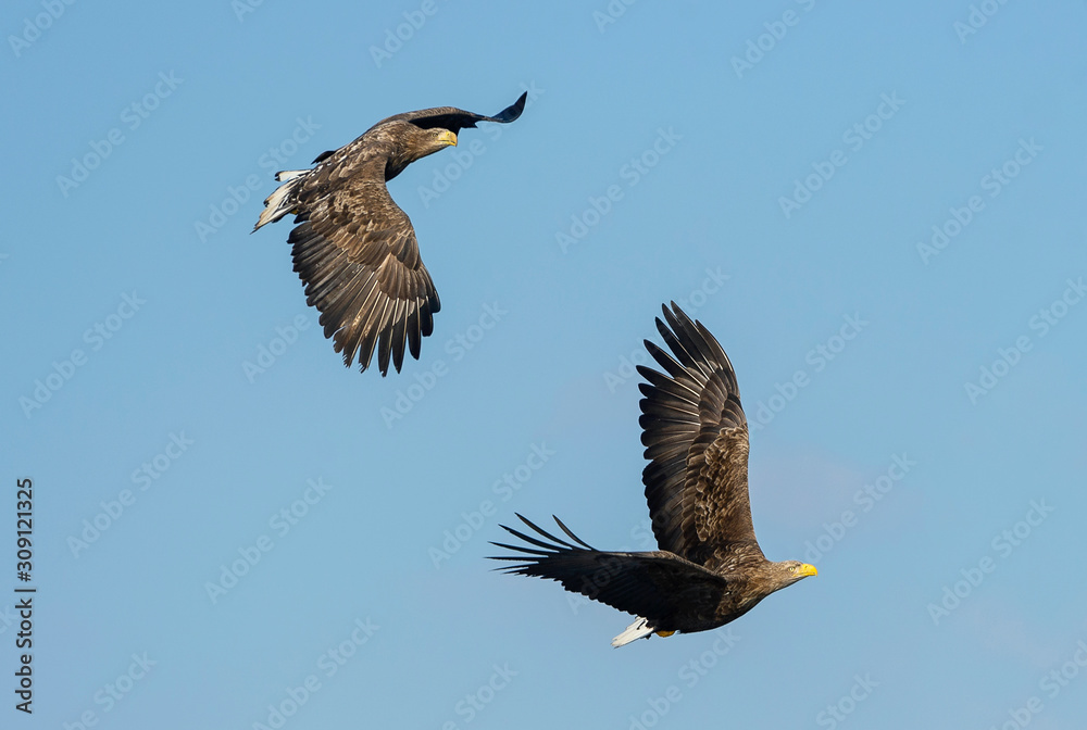 Obraz premium White tailed eagles in flight. Sky background. Scientific name: Haliaeetus albicilla, also known as the ern, erne, gray eagle, Eurasian sea eagle and white-tailed sea-eagle.