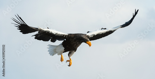 Adult Steller s sea eagle in flight. Sky background. Scientific name  Haliaeetus pelagicus. Natural Habitat.