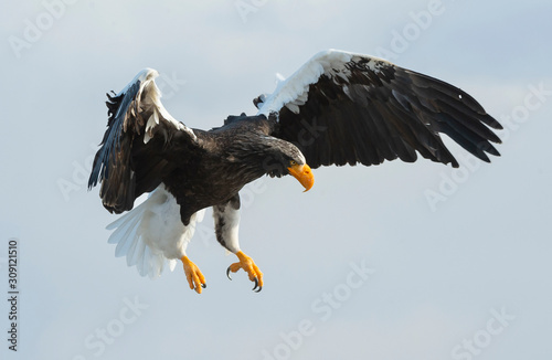 Adult Steller's sea eagle in flight. Sky background. Scientific name: Haliaeetus pelagicus. Natural Habitat.
